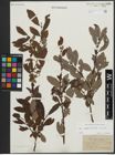 Foto von Salix appendiculata Vill. x Salix aurita L.